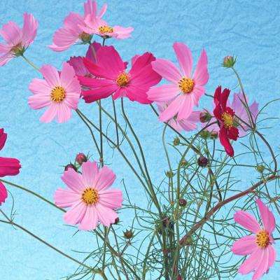 香港资料大全下载手机版截图